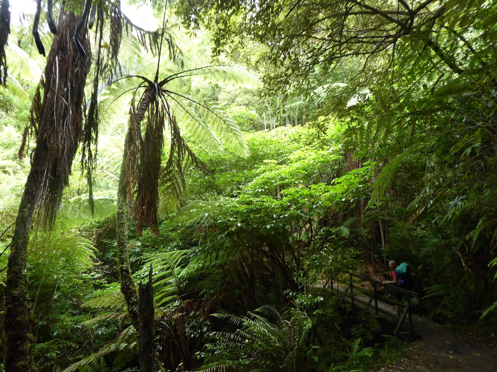 393 Urwald Neuseeland